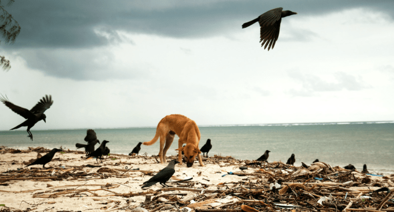 Dogs and Crows