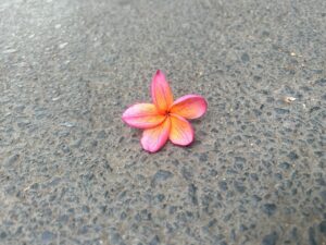 Bloom,I will!